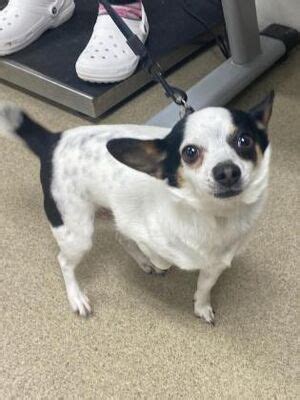 55029065, a Chihuahua Mix in Fort Worth, TX.